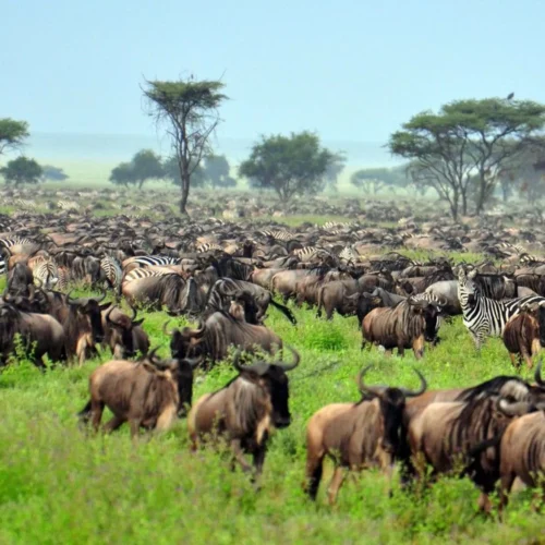8-Days Witness Great Wildebeest Migration Safari