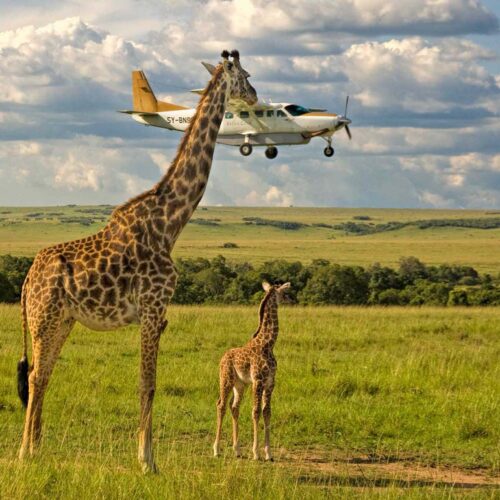 4-Days Fly-in Safari to Serengeti From Zanzibar