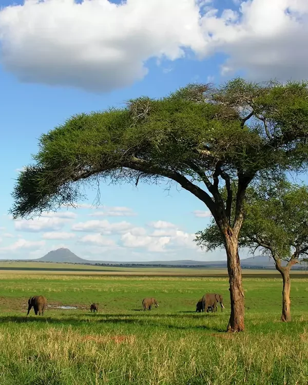375856-elephants-in-tarangire-national-park-tanzania