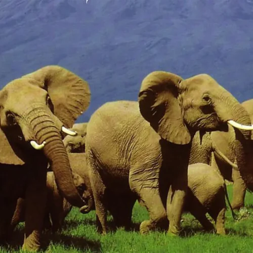 4-Day Budget Tanzania Safari – Tarangire, Ngorongoro