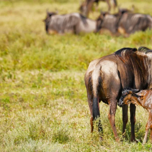 6-Day Witness Calving Season at Ndutu Plains
