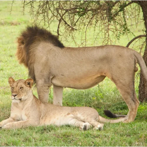 2-Day Fly-In Safari From Zanzibar to Tarangire & Ngorongoro