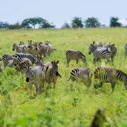 3-Day Midrange Fly-in Safari – Serengeti & Ngorongoro