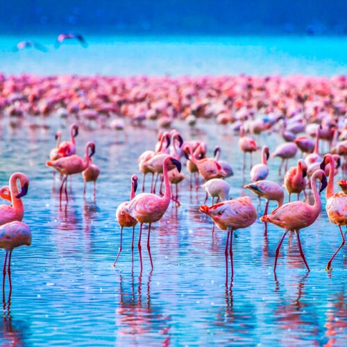 Day Trip to Lake Manyara National Park