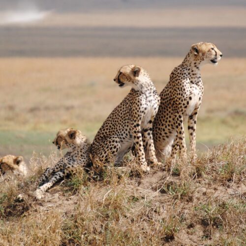 8-Days Tanzania Safari – Tarangire, Lake Manyara, Serengeti & Ngorongoro