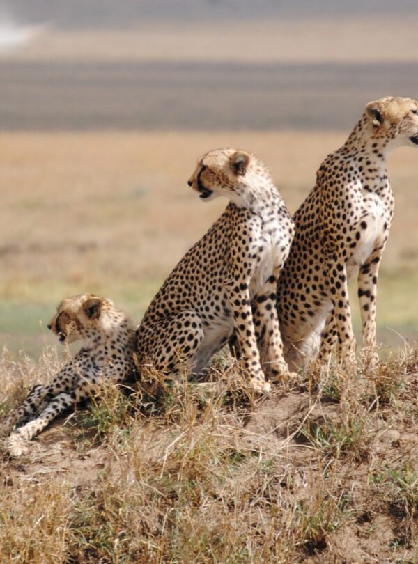 Serengeti-National-Park