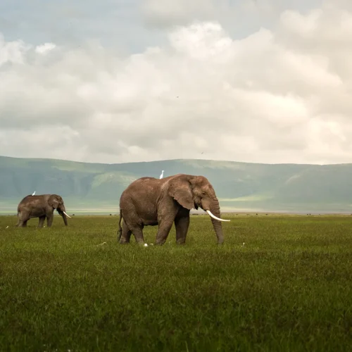 3-Day Midrange Safari to Tarangire, Lake Manyara & Ngorongoro Crater