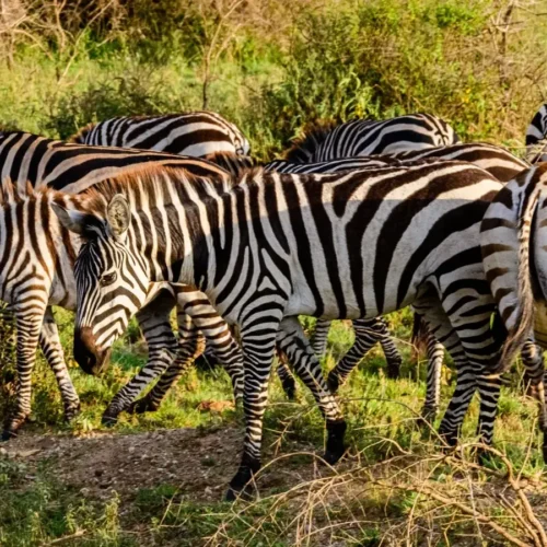 7-Day Budget Tanzania Safari