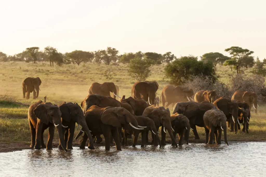 elephants-gather-at-a-watering-hole-at-sunrise-2026-03-25-04-46-28-utc.beb5b2f