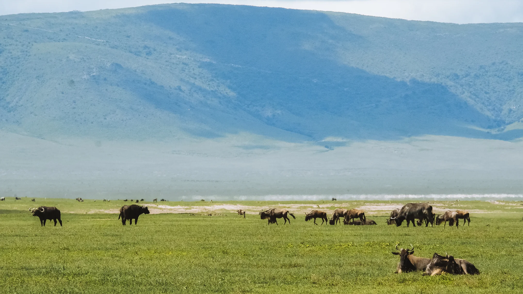 Serengeti Safari: What Makes This Park One of Africa’s Greatest Wildlife Destinations