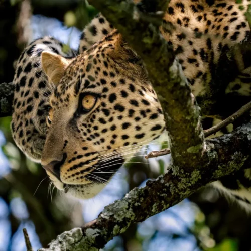 10-Days Tanzania Fly-in Safari: The Wild West & The Garden of God