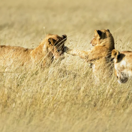 3-Day Budget Tanzania Safari – Serengeti & Ngorongoro