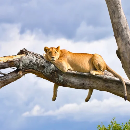 7-Days Tanzania Safari – Tarangire, Lake Manyara, Serengeti & Ngorongoro