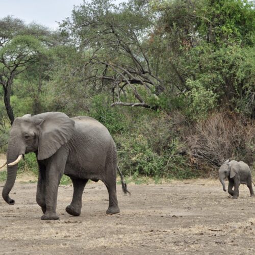 5-Day Safari to Tarangire, Serengeti & Ngorongoro Crater