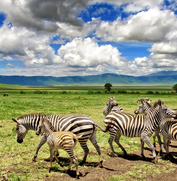 zebra